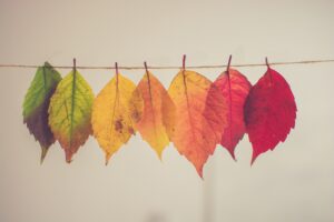 Alignement de feuilles d'arbre